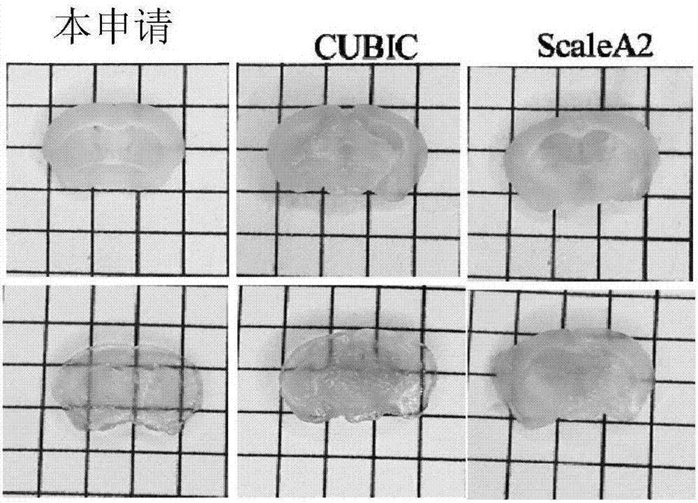 Tissue optical clearing agent, preparation method thereof and application