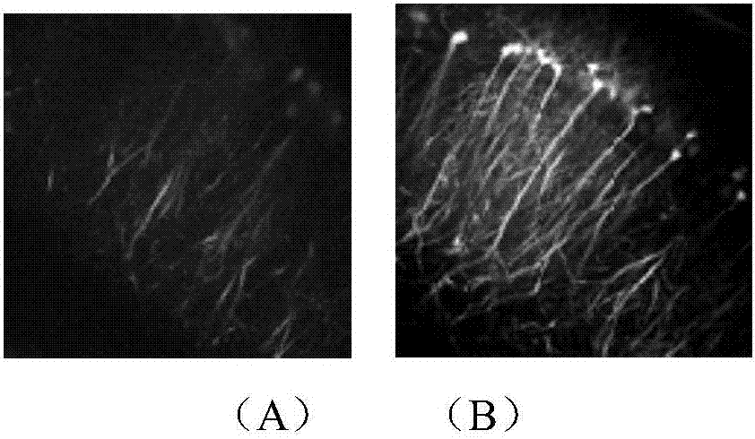 Tissue optical clearing agent, preparation method thereof and application