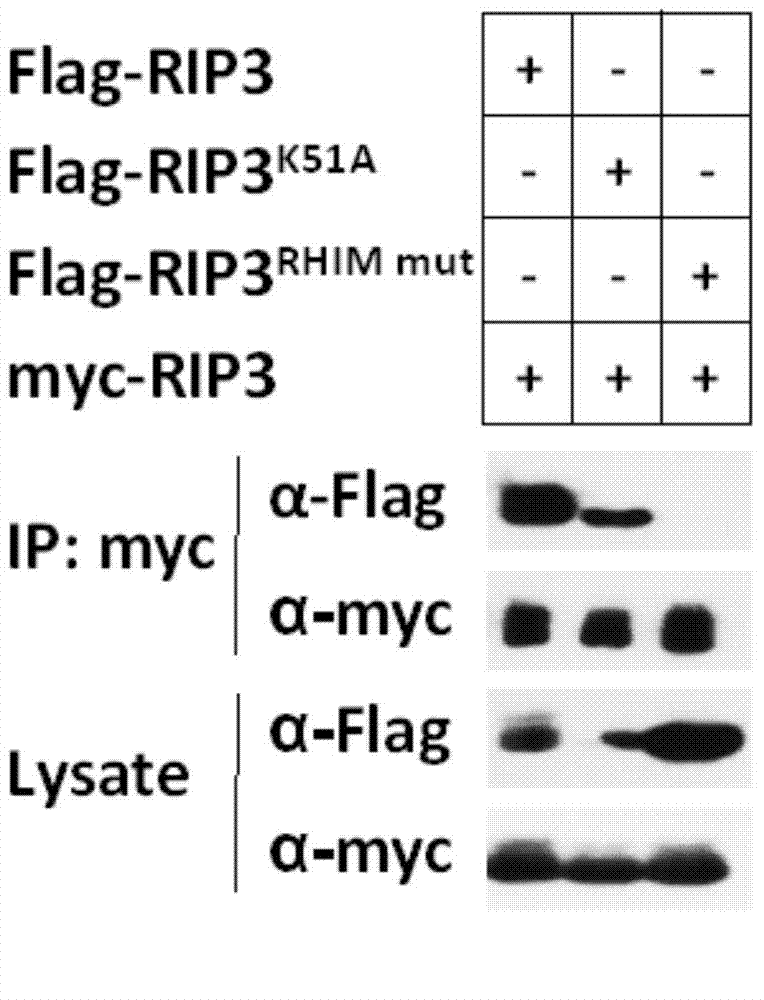 Method for inducing programmed cell necrosis artificially