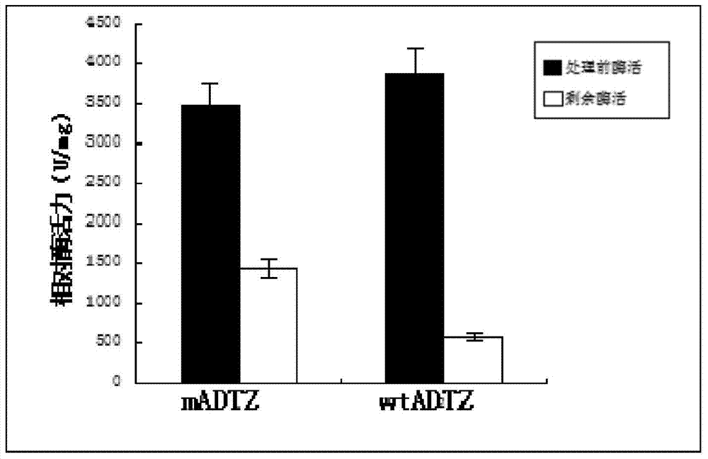 Aflatoxin detoxification enzyme with increased trypsin resistance