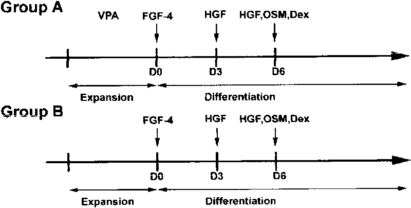 Method for in-vitro liver cell differentiation of human marrow mesenchyme stem cells based on VPA inducement