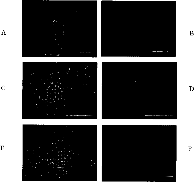 Rat induced multipotent stem cells and preparation method thereof