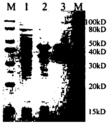 Substituted pyrazolone secreted aspartic acid protease inhibitor and preparation method thereof