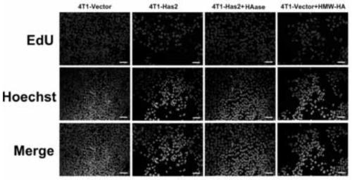 Application of giant molecular weight hyaluronic acid in naked mole rats in the preparation of breast cancer drugs