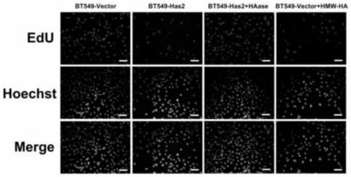 Application of giant molecular weight hyaluronic acid in naked mole rats in the preparation of breast cancer drugs