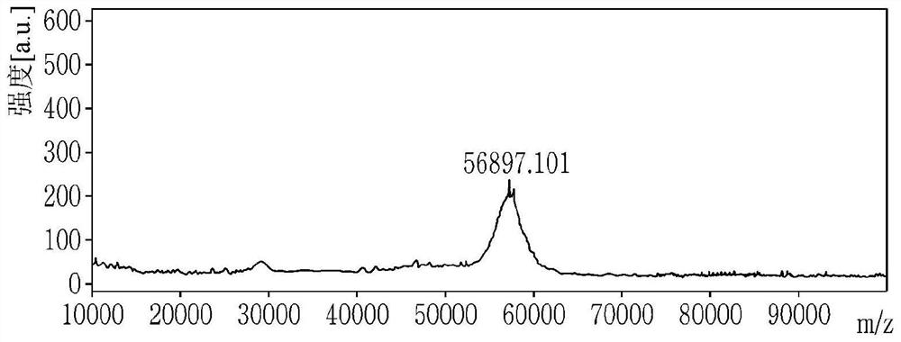 Pharmaceutical composition comprising polypeptide