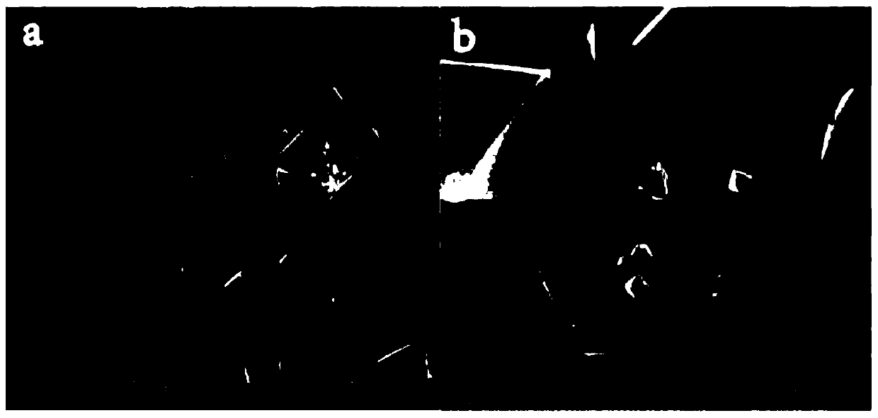 Drug-loading particle and preparation method thereof