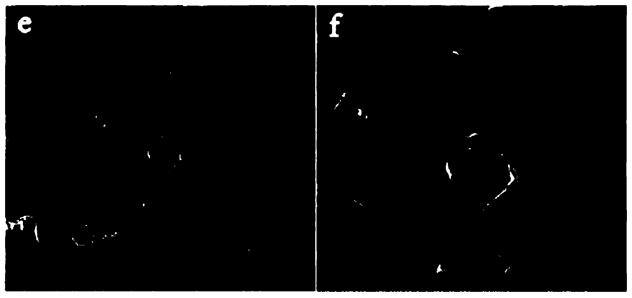 Drug-loading particle and preparation method thereof