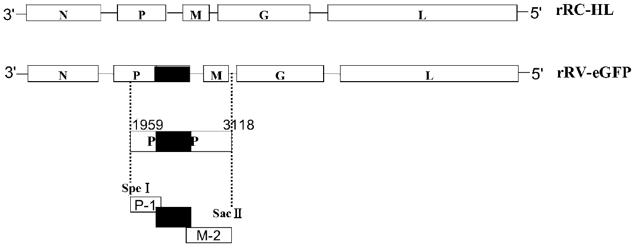 Novel neutralizing antibody detection method based on rescued recombinant attenuated rabies virus