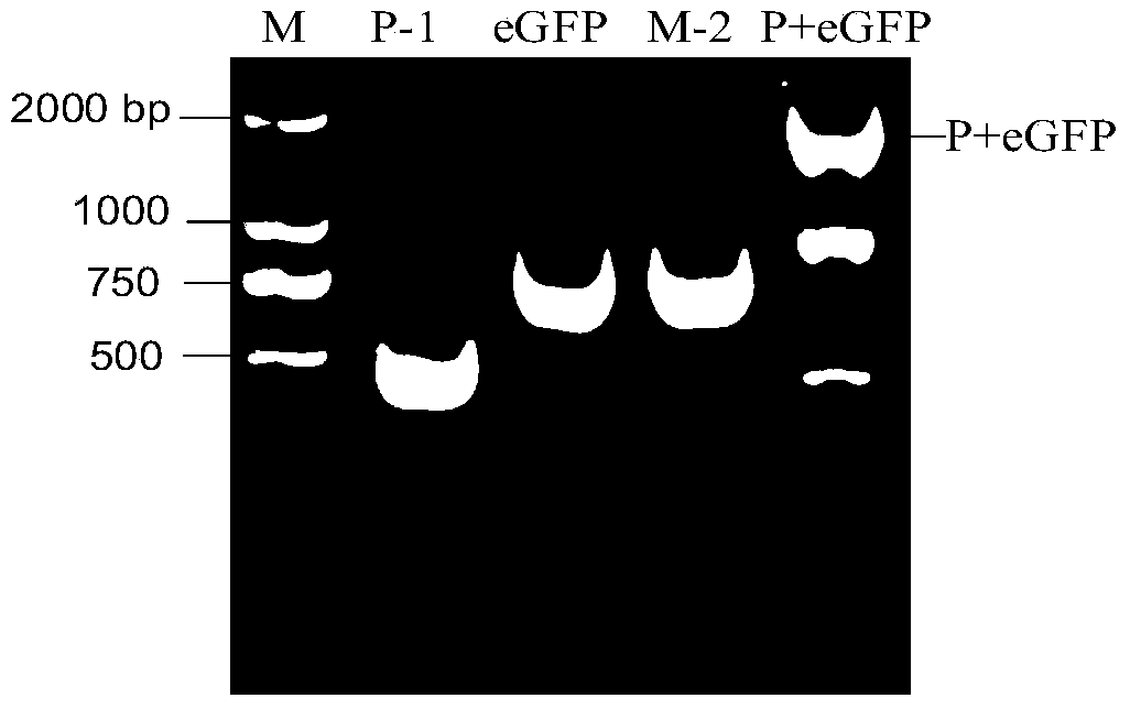 Novel neutralizing antibody detection method based on rescued recombinant attenuated rabies virus