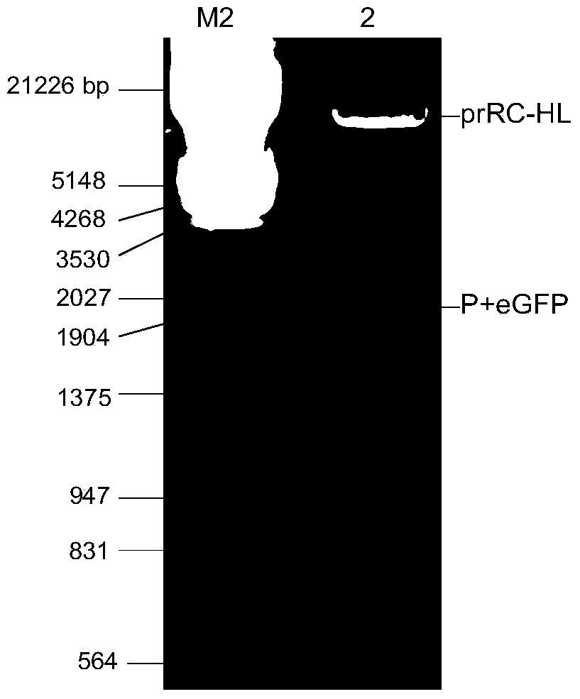 Novel neutralizing antibody detection method based on rescued recombinant attenuated rabies virus