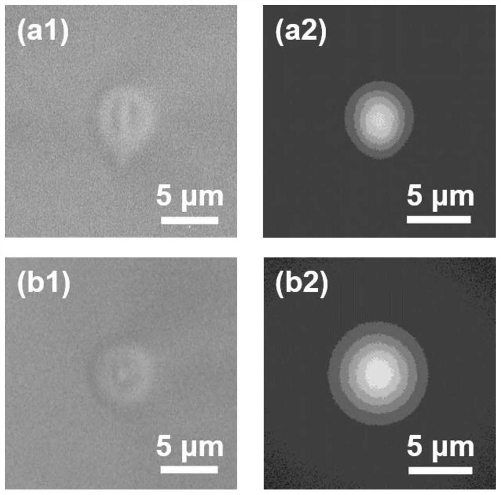 A Femtosecond Laser Focus Array Directly Writes Circular Waveguide and Realizes Stable Coupling Method and Application