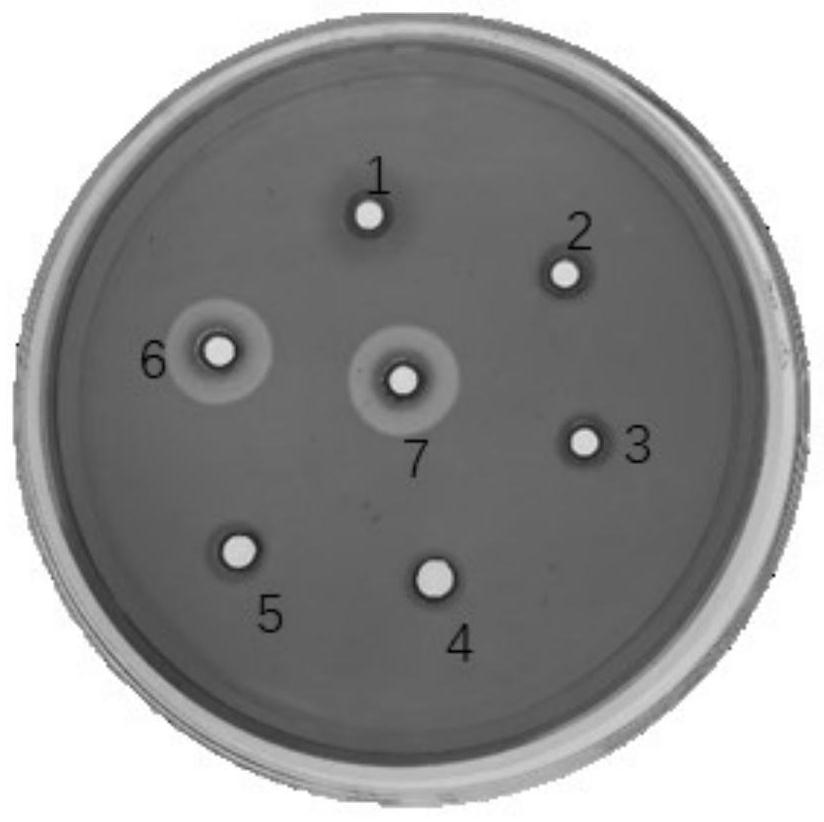 Application of bovine rumen microorganism cellulase eg gene in lactobacillus expression