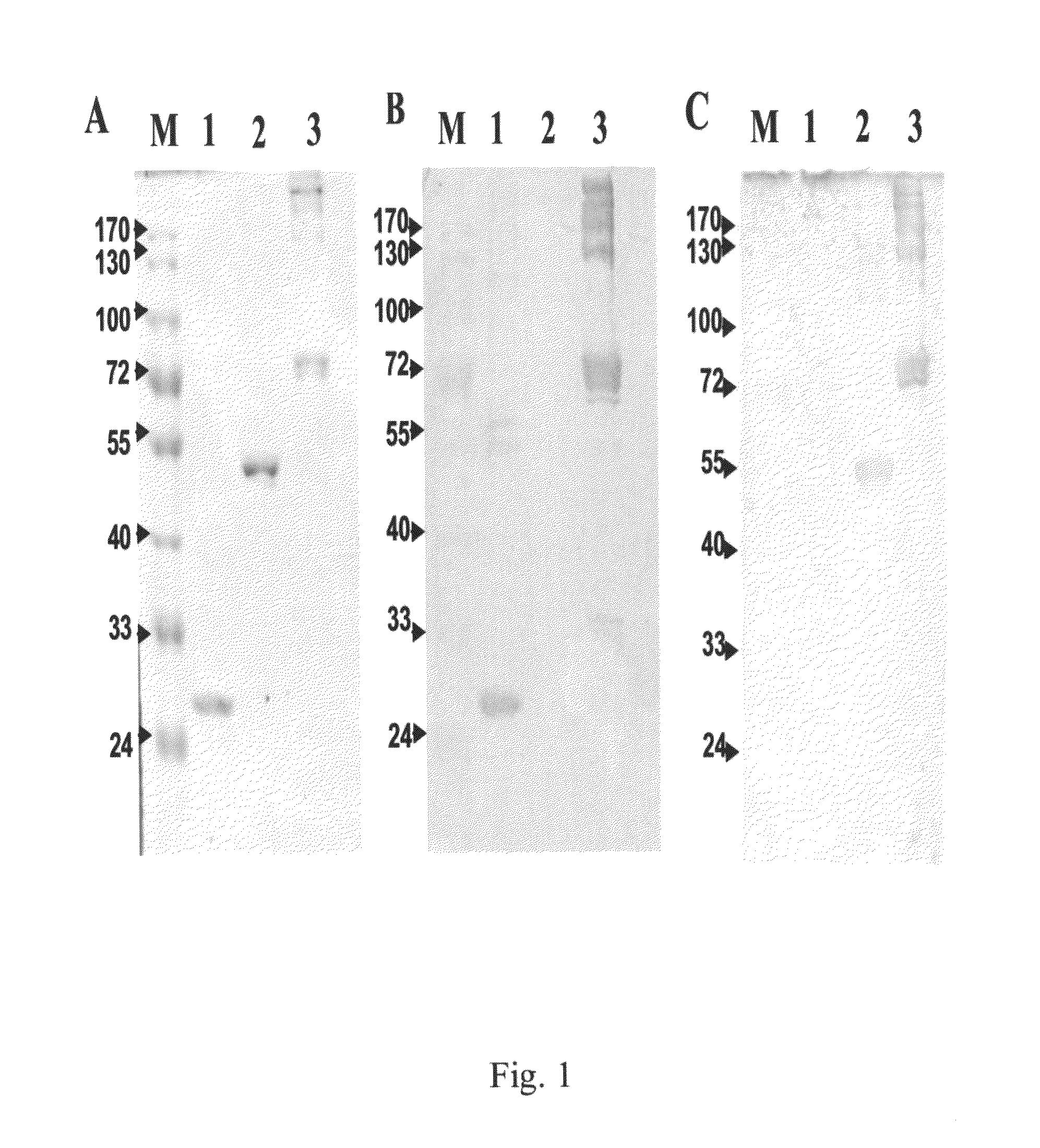 Anti-alpha-enolase I antibodies for diagnosis and treatment of alpha-enolase I-associated diseases