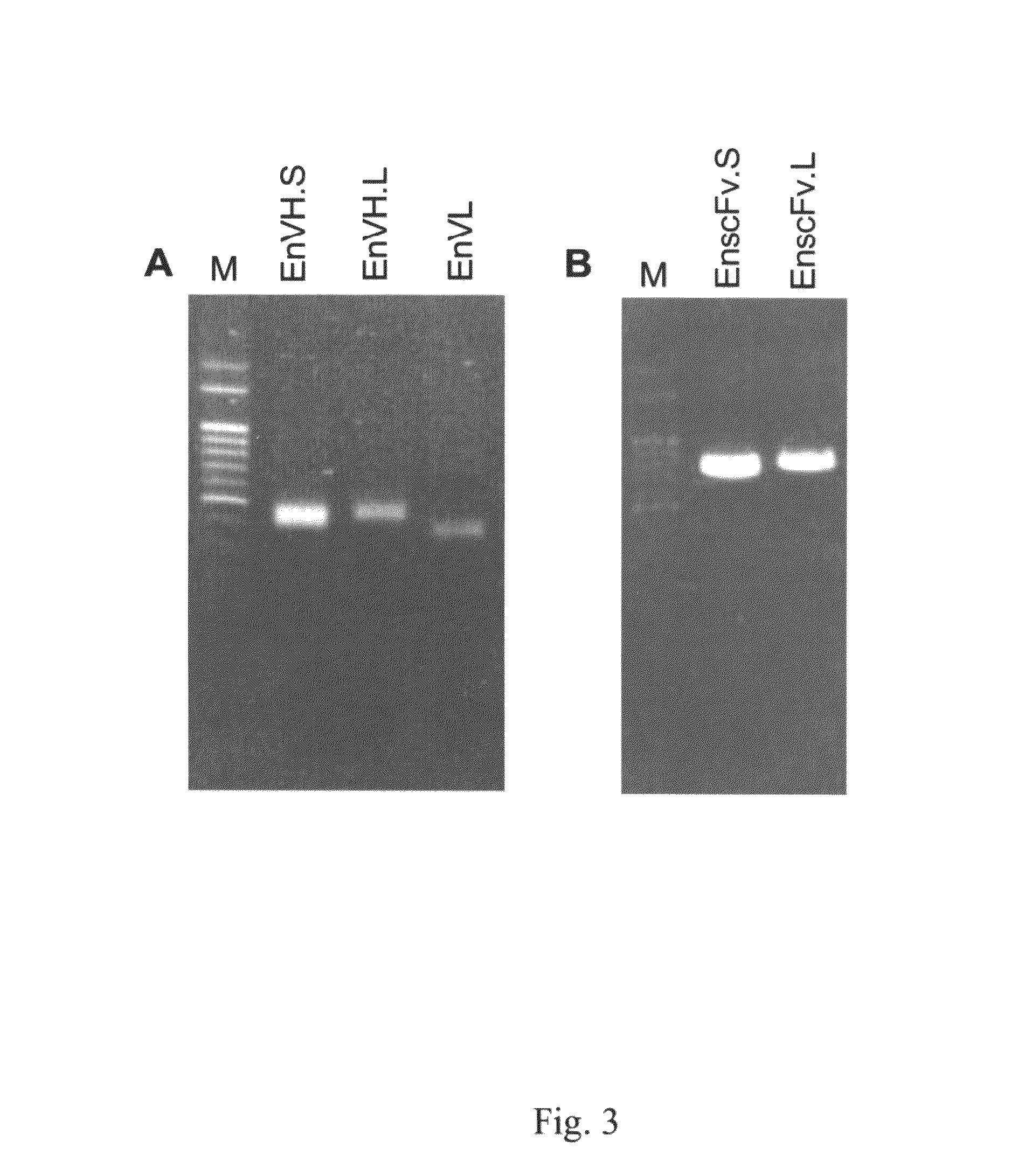 Anti-alpha-enolase I antibodies for diagnosis and treatment of alpha-enolase I-associated diseases