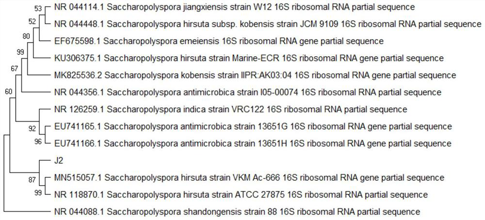 A Saccharopolyspora strain reducing biogenic amine and its application