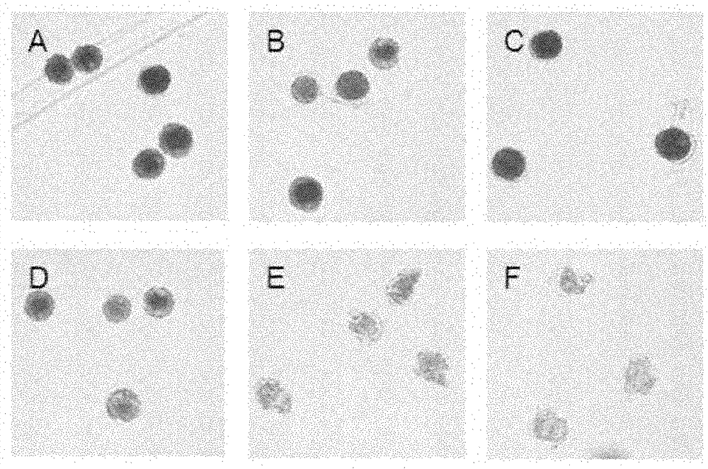 Culture medium for Pseudoalteromonas sp.DHQ25 and preparation method thereof