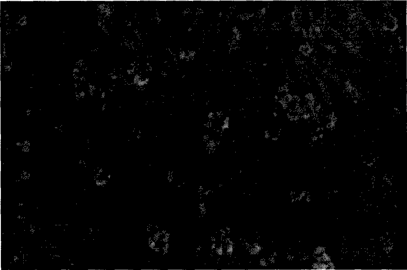 Preparation of doped calcium titanate (CaTiO3: Eu3+) fluorescent powder