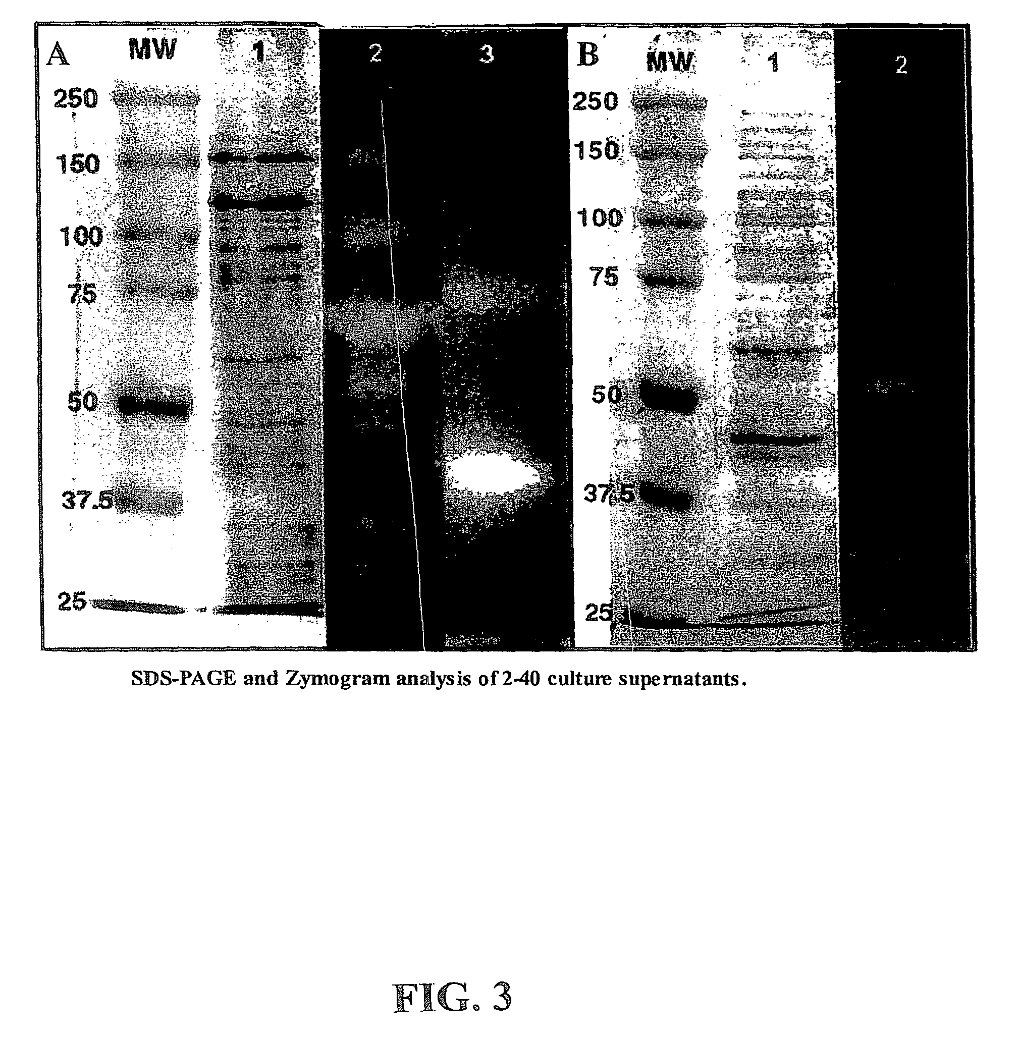 Hydrolytic enzyme mixtures for saccharification of lignocellulosic polysaccharides