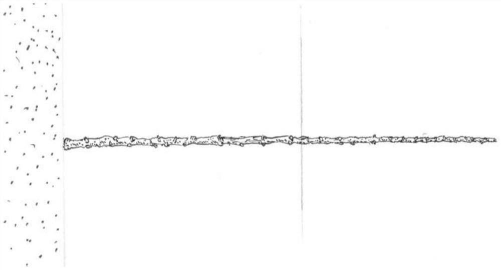 Apple sapling management method