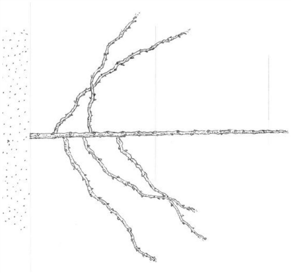 Apple sapling management method