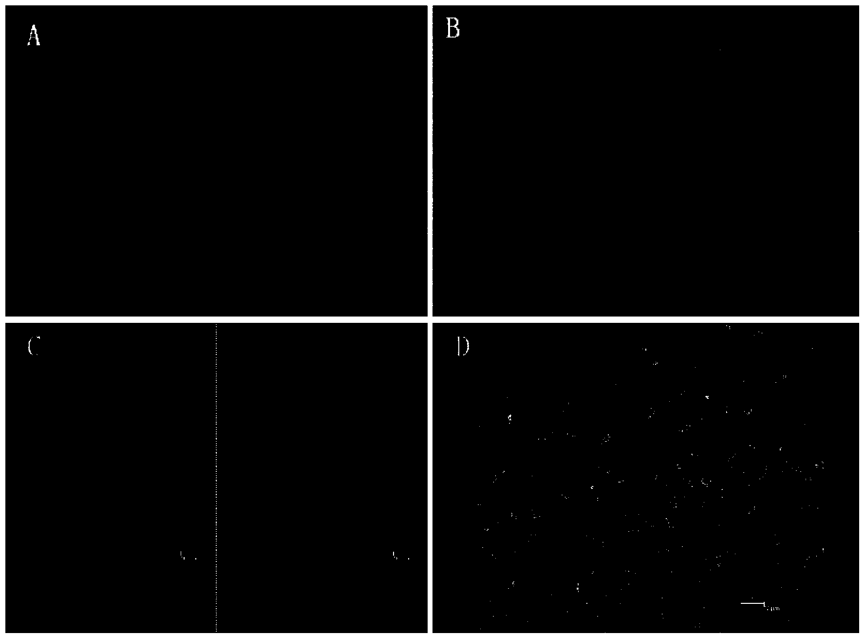 Mesenchymal stem cell induction differentiation medium and method