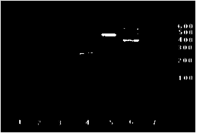 Mesenchymal stem cell induction differentiation medium and method