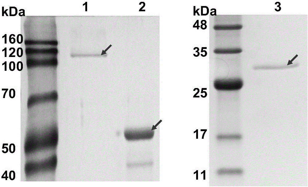 Extracellular aldonic acid lactonase PoALAC and application thereof