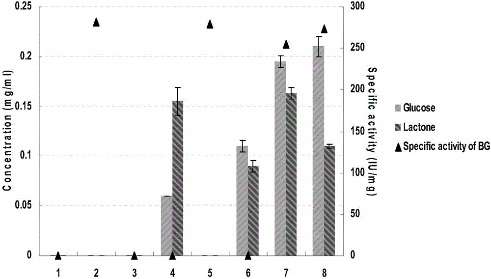 Extracellular aldonic acid lactonase PoALAC and application thereof