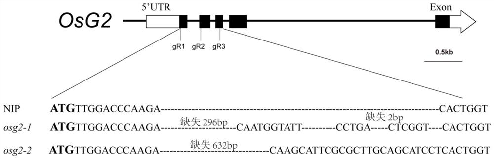 Application of acetyltransferase osg2 gene and its encoded protein