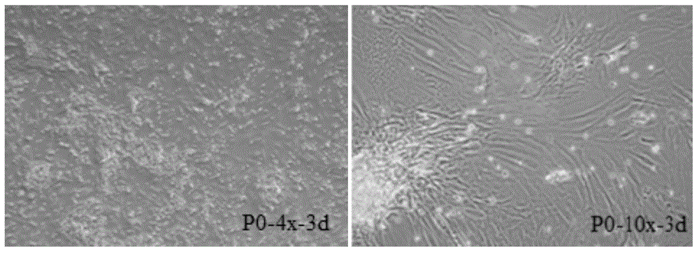 Primary isolation culture method of adipose-derived stem cells