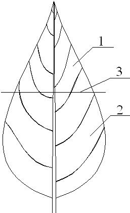 A method for making shredded tobacco with uniform length