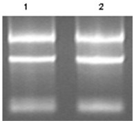 Screening reagent for detecting core molecules of DNA damage signal path and application of screening reagent