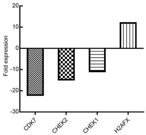 Screening reagent for detecting core molecules of DNA damage signal path and application of screening reagent