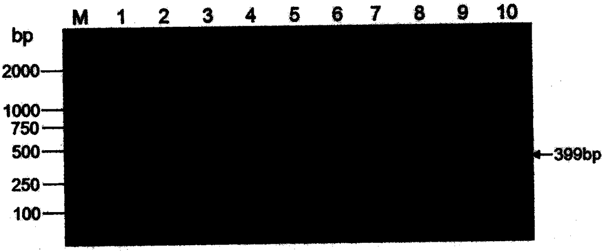 Flanking sequence of stress-resistant transgenic soybean event WB1 exogenous insertion element and application thereof