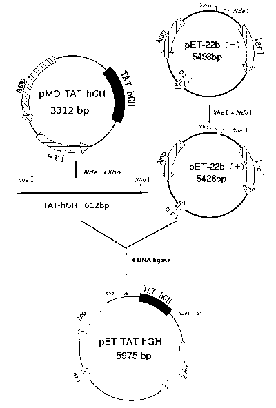 Human auxin fusion protein TAT-hGH as well as preparation method and application thereof