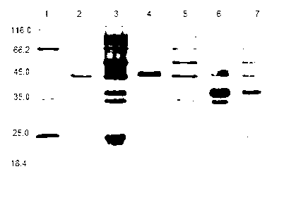 Human auxin fusion protein TAT-hGH as well as preparation method and application thereof