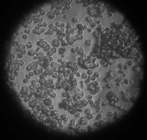 A kind of vero E6 cell line adapted to full suspension culture and application thereof