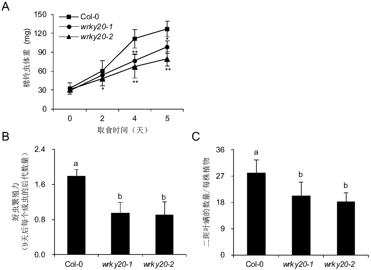 WRKY20 protein and application of encoding gene thereof in regulating stress resistance of plants