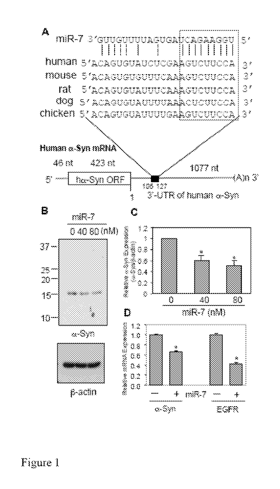 RNA targeting in alpha-synucleinopathies