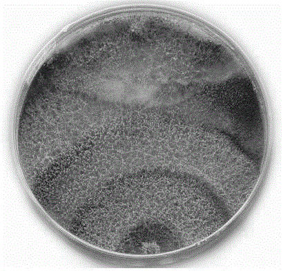 Straw returning cellulose-decomposing biological control fungus, microbe and application of microbe