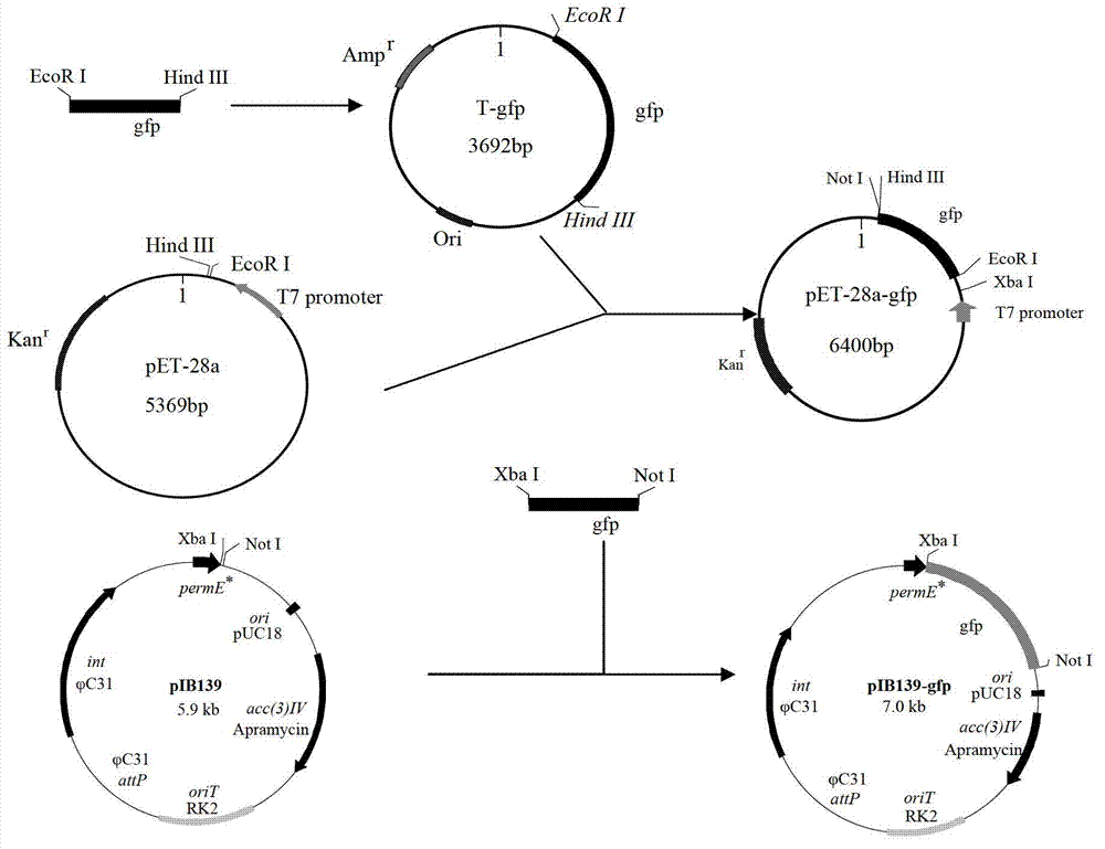 Streptomyces diastatochromogenes engineering strain for producing toyocamycin, as well as construction method and application thereof