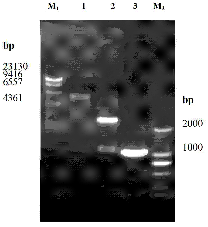 Streptomyces diastatochromogenes engineering strain for producing toyocamycin, as well as construction method and application thereof