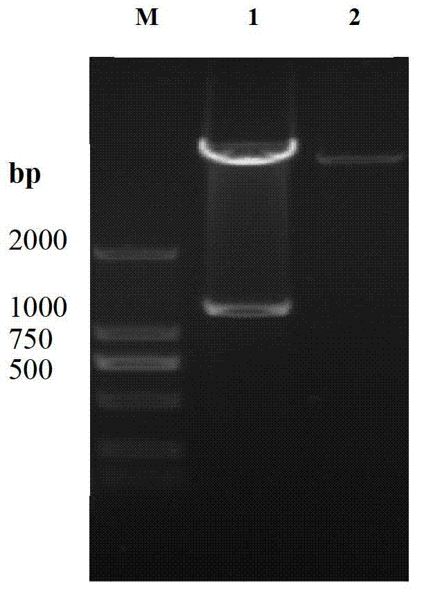 Streptomyces diastatochromogenes engineering strain for producing toyocamycin, as well as construction method and application thereof