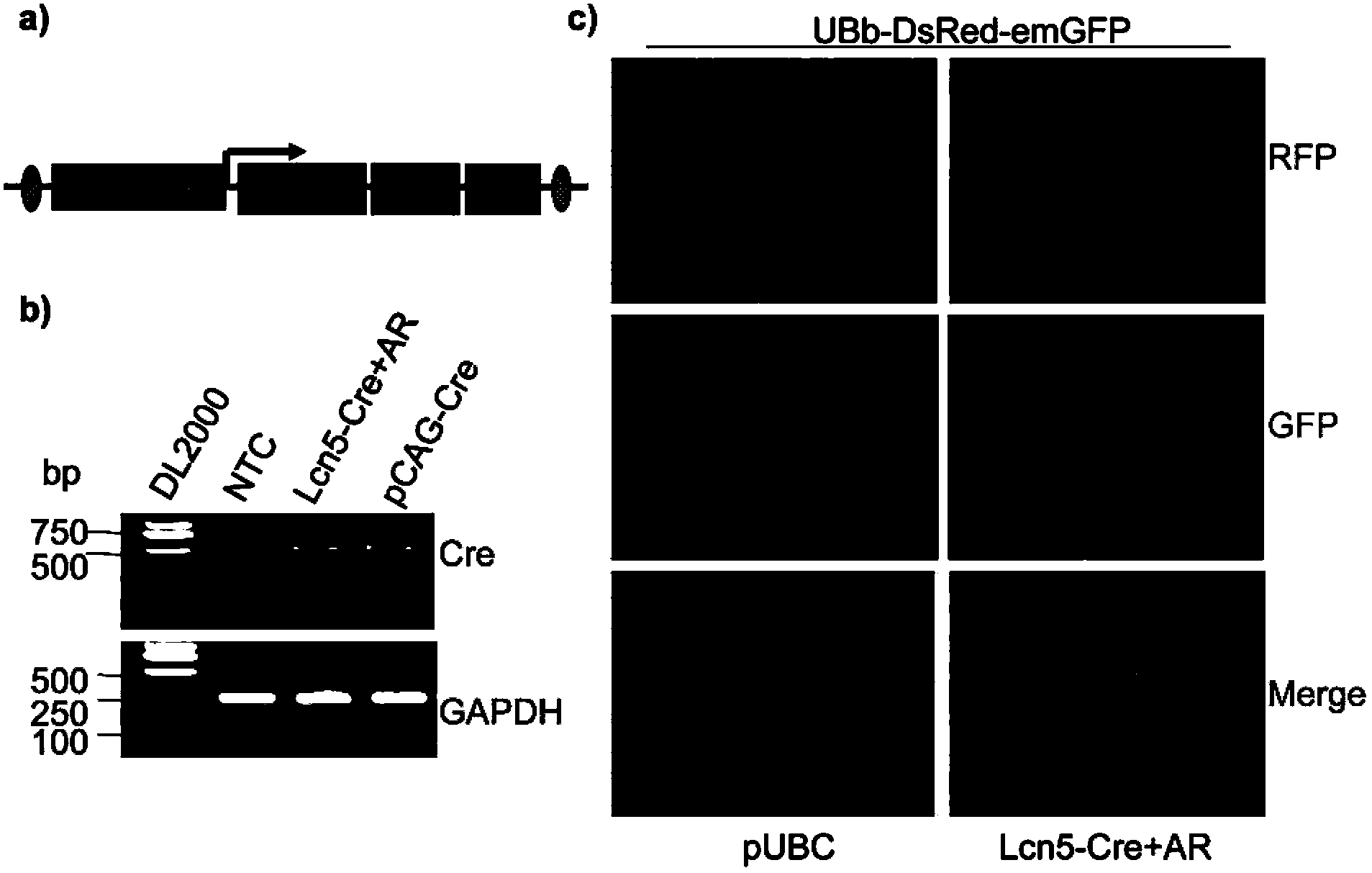 Transgenic construct and application of same in preparation of epididymis head gene conditional knockout mouse model