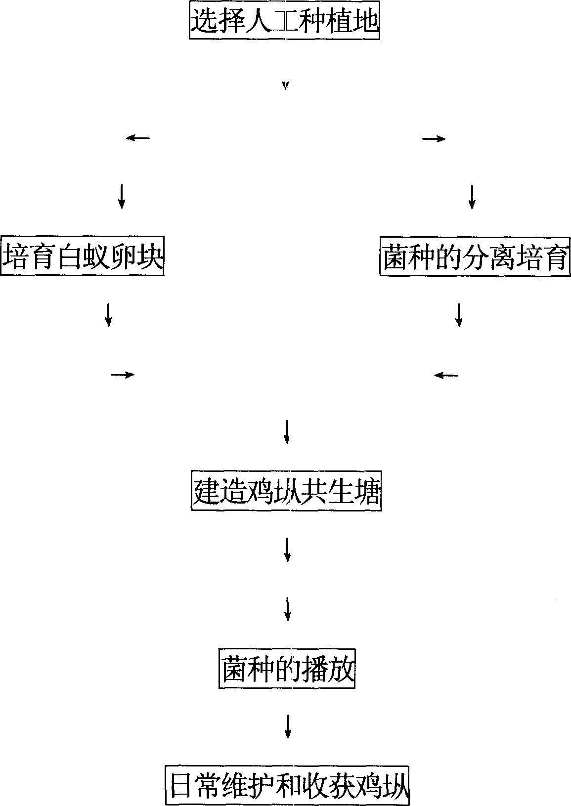 Method for breeding collybia albuminosa artificially by symbiosis of termite