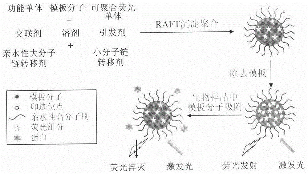 Molecularly imprinted polymer sensing material suitable for biological samples and preparation method of sensing material