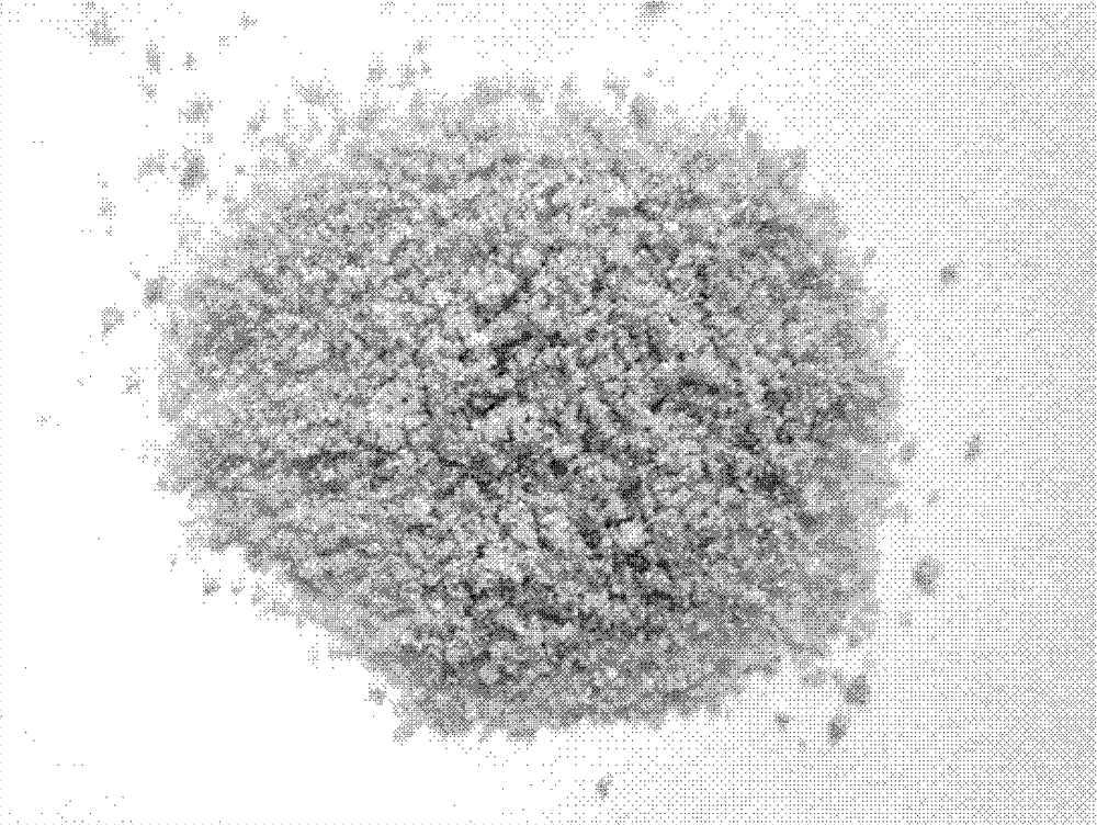 Bamboo fungus alcohol extract and preparation method and application thereof