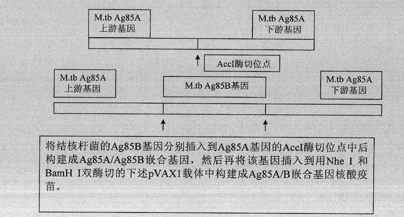 Mycobacterium tuberculosis ag85ab chimeric gene vaccine, its preparation method and application