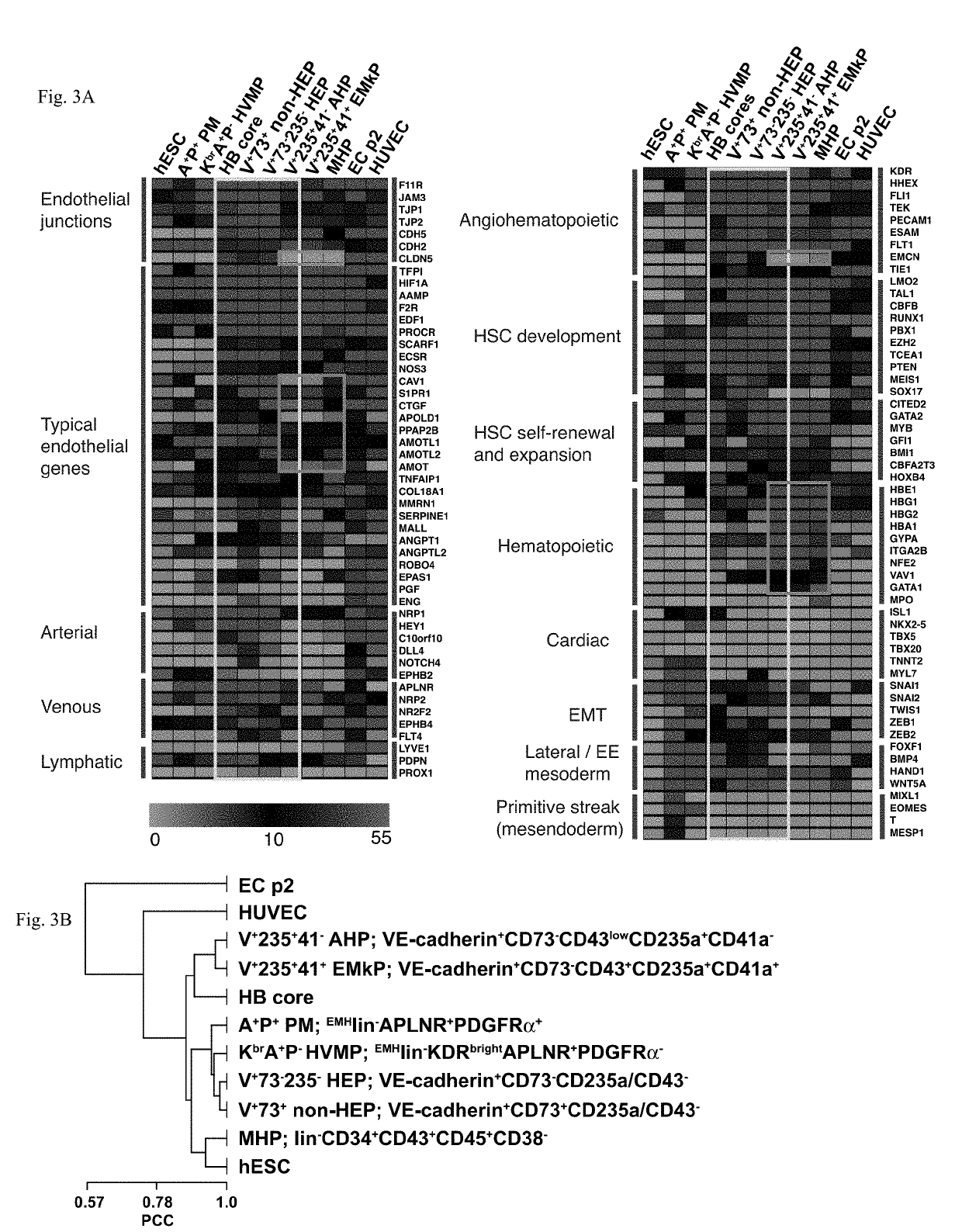 Angiohematopoietic progenitor cells